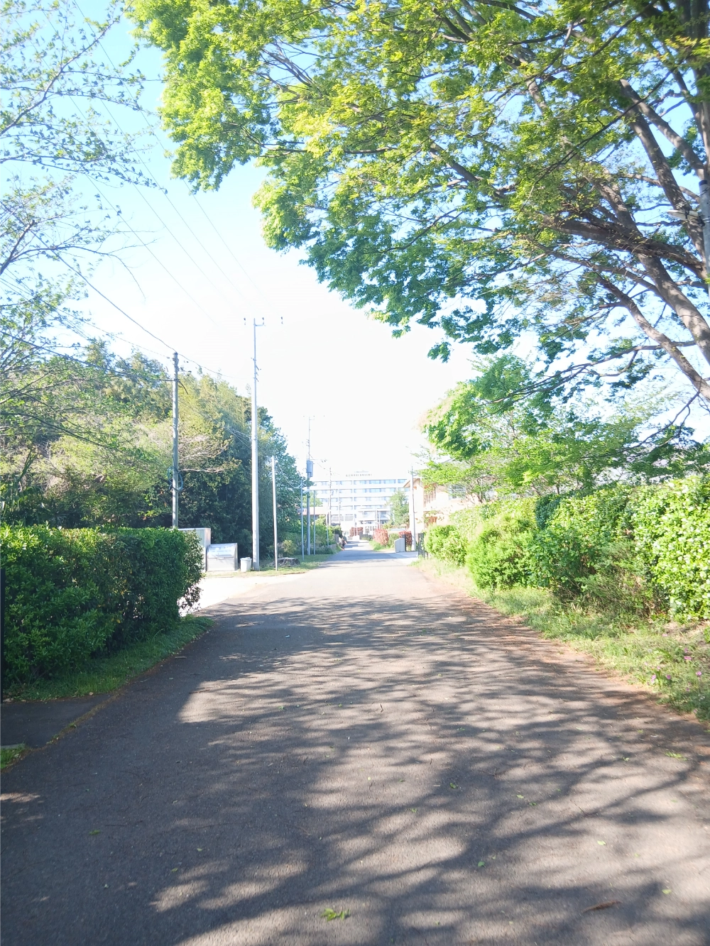 まっすぐ進む道の写真
